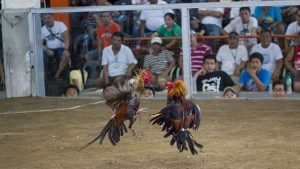 Kinh nghiệm bắt kèo gà cựa dao